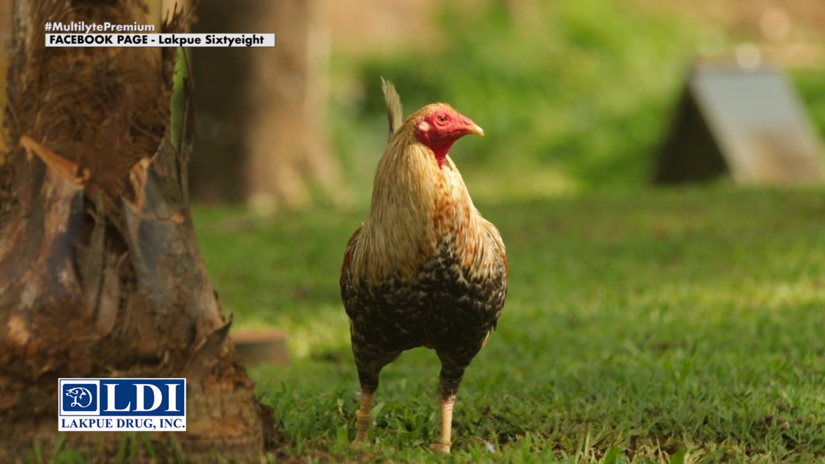 Raymond Burgos ng PBRB Gamefarm Ibibigay ang kanyang Sistema sa Pagpapanatili ng Kalusugan ng kanyang mga Manok sa Powered by LDI July 5, 2025